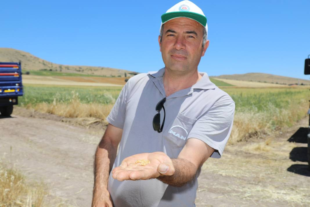 Çubuk Ovası'nda hububat hasadı başladı - Resim: 4